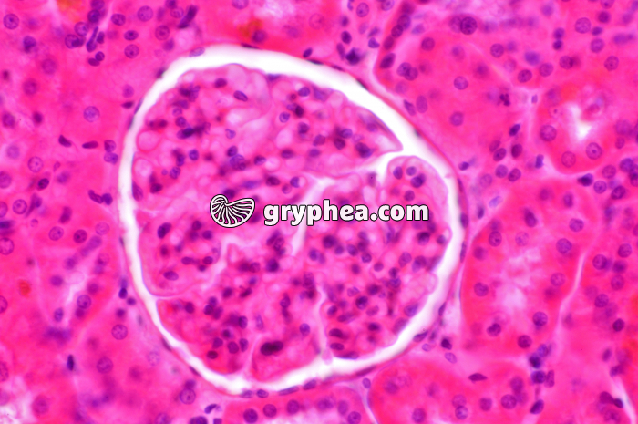 Glomérule Rein x160 - gryphea.com